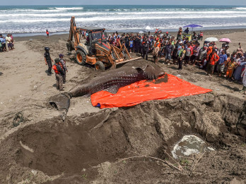 Hiu Tutul Sepanjang 4,5 Meter Terdampar dan Mati di Pantai Cilacap
