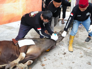 KPB Bagikan Hewan Kurban, Seekor Sapi 600 Kg Jadi Sorotan