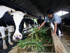 RI Buka Keran Impor Susu dan Daging Sapi Prancis, Bagaimana Nasib Peternak Lokal?