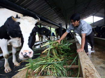 RI Buka Keran Impor Susu dan Daging Sapi Prancis, Bagaimana Nasib Peternak Lokal?