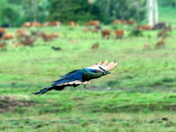 Populasi Satwa di Alas Purwo Terjaga, Banteng Jawa dan Merak Hijau Dominasi Savana Sadengan