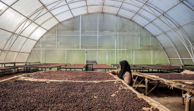 Koperasi Kopi di Bandung Barat Produksi 30 Ton per Musim dengan Energi Mikrohidro