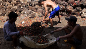 Harga TBS Sawit di Sulawesi Barat Naik ke Rp2.960 per Kg Setelah Intervensi Pemerintah