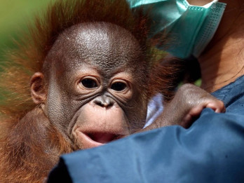 Fauna Land Menang Lelang Pengelola Bandung Zoo, Proses Transisi Langsung Dikebut