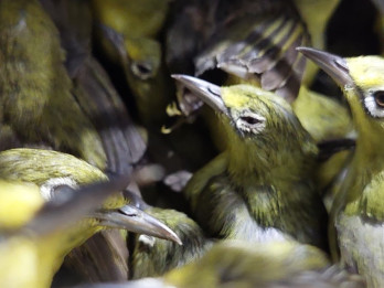 Bali Jadi Jalur Utama Perdagangan Burung Ilegal, Penyitaan Tertinggi Capai 10.739 Ekor