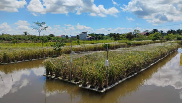 Produktivitas Padi Apung di Tapin Kalsel Hasilkan 6,5 Ton per Hektare