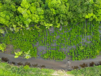 Rehabilitasi Pesisir oleh NHM Berbuah Hasil, Mangrove Desa Kao Tumbuh 90%