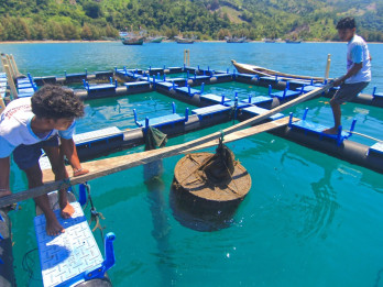 Ekspor Lobster Sumbar Turun Drastis, Budidaya Jadi Harapan Baru