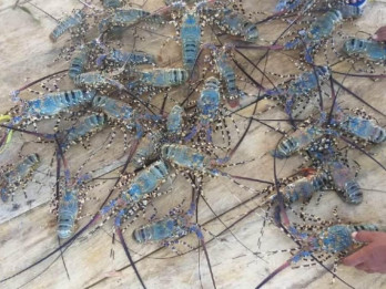 DKP Ungkap Kendala Budidaya Lobster Laut di Perairan Sumbar