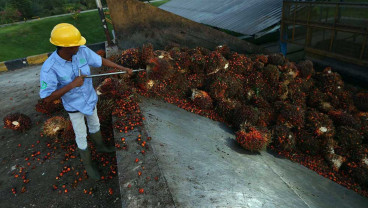 Petani Sawit Minta Pemerintah Tak Buru-Buru Terapkan Mandatori B50