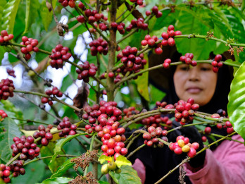 Hasil panen kopi di Temanggung menurun