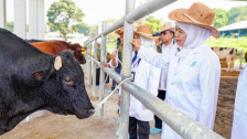 Khofifah Sebut BBIB Singosari Jadi Kunci Swasembada Daging