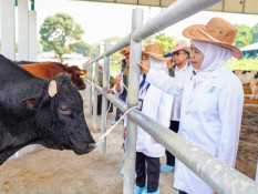 Khofifah Sebut BBIB Singosari Jadi Kunci Swasembada Daging
