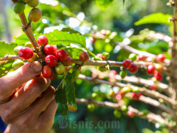 Panen Brasil Tersendat, Harga Kopi Arabika Naik Meski Pasokan Global Surplus