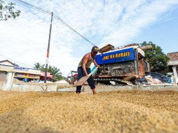 Produksi Padi Januari–Agustus 2026 Hanya Naik 0,06%, Efek Kemarau?