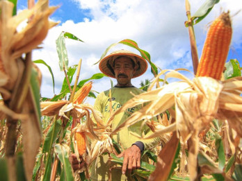 Luas Panen Jagung Menyusut, Produksi Diproyeksi Melambat Semester II/2026