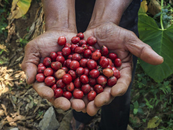 Budidaya Kopi Robusta Hidupkan Kembali Jejak Sejarah dan Ekonomi di Gunung Gambar