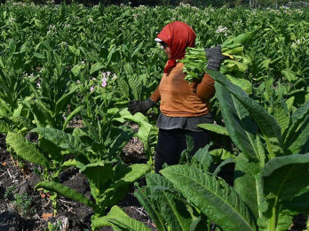 Sampoerna (HMSP) Kantongi Lisensi Produk Tembakau Habis Pakai