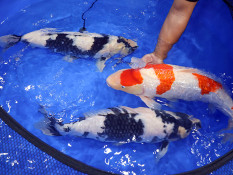Ratusan Peserta Meriahkan Festival Nasional Bogor Koi Show 2026