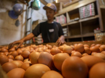 Pemerintah Diminta Perbanyak Ayam dan Telur di Menu MBG, Peternak Bisa Terima Rp31,68 Triliun