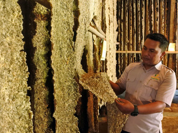 PDP Kahyangan Jember Produksi 1.000 Ton Lateks per Tahun dari Lima Kebun Karet