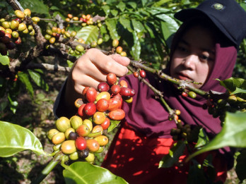 Produksi Kopi Robusta Ditargetkan Capai 100 Ton pada 2026