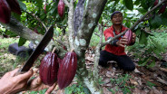 Pengembangan Kakao hingga Durian Sulsel Disokong Bantuan Rp323 Miliar
