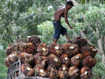 Harga TBS Sumsel Terkerek Lagi Rp3.750 per Kg pada Juli 2026