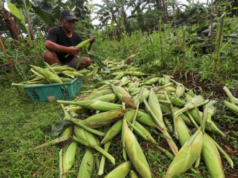Pemkab Dharmasraya Tawarkan Lahan 14.961 Hektare untuk Pengembangan Jagung