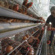 Pemerintah Atur Strategi Stabilkan Harga Daging Ayam & Telur