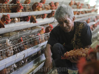 Produksi Daging Ayam & Telur Diproyeksi Surplus 2026, Harga Aman?