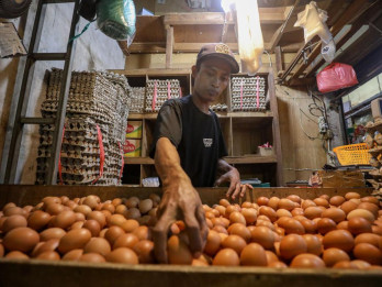 Kementan Klaim Bantuan Pangan Ayam dan Telur Berpotensi Dongkrak Kesejahteraan Peternak Rakyat