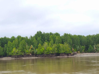 Menjaga Mangrove Tanpa Perahu, Bertaruh Dengan Amplang