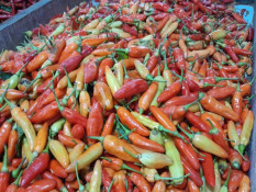 MBG Aktif Kembali, Harga Cabai Rawit dan Bawang Merah di Cirebon Naik