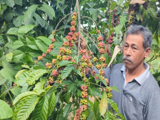 Kopi Lereng Gunung Lawu Magetan Tawarkan Cita Rasa Khas