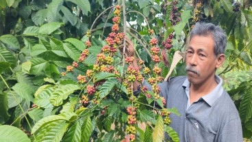 Kopi Lereng Gunung Lawu Magetan Tawarkan Cita Rasa Khas