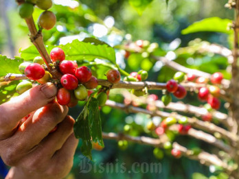 Hutan Kopi Kintamani Masuk ke Perdagangan Karbon, Begini Potensinya