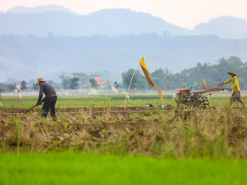 Kemarau Memuncak September, Air Cimanuk-Cisanggarung Jadi Penentu Panen di Jabar Timur
