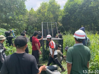 Hutan Kian Berkurang, Harimau Sumatera Serang Pekerja dan Remaja di Pelalawan