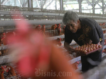 Peternak Full Senyum, Harga Ayam & Telur Mulai Naik Usai Sempat Anjlok