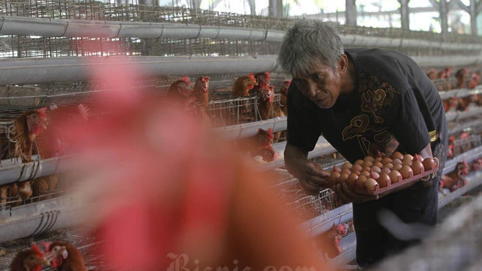 Peternak Full Senyum, Harga Ayam & Telur Mulai Naik Usai Sempat Anjlok