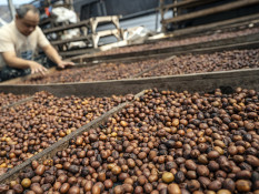 Mentan Bidik Ekspor Kopi Indonesia Tembus Rp100 Triliun per Tahun