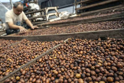 Mentan Bidik Ekspor Kopi Indonesia Tembus Rp100 Triliun per Tahun