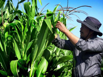 Kementan Percepat Perizinan Benih, Distribusi Varietas Unggul Didorong Efisien