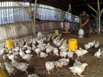 MBG Kembali Bergulir, Harga Ayam Merangkak Naik di Jabar