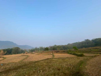Petani di Kuningan Pilih Tak Tanam Padi, Risiko Gagal Panen Dinilai Terlalu Mahal