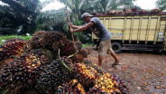 Petani Sawit Full Senyum, Harga TBS di Kaltim Naik Juli 2026
