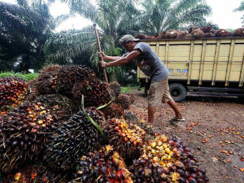 Petani Sawit Full Senyum, Harga TBS di Kaltim Naik Juli 2026
