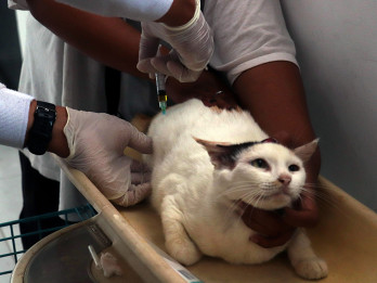 Layanan Kesehatan Hewan Gratis untuk Cegah Penyakit Zoonosis