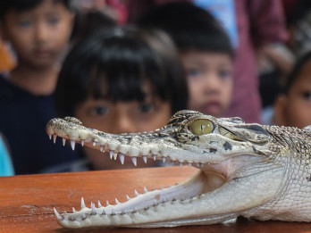 Siswa TK Belajar Mengenal Reptil Lewat Edukasi Satwa